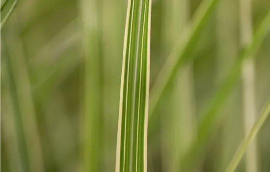 Miscanthus sinensis 'Variegatus'