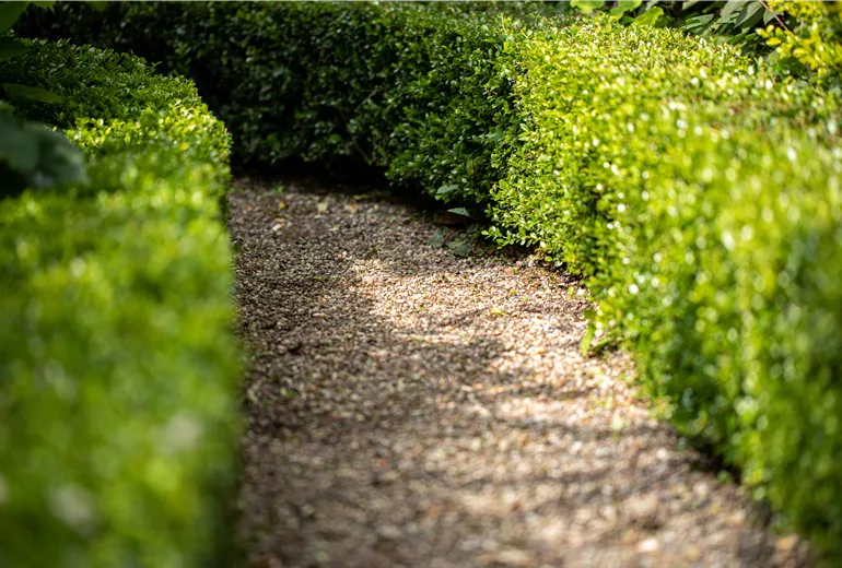 Hecke mit Weg
