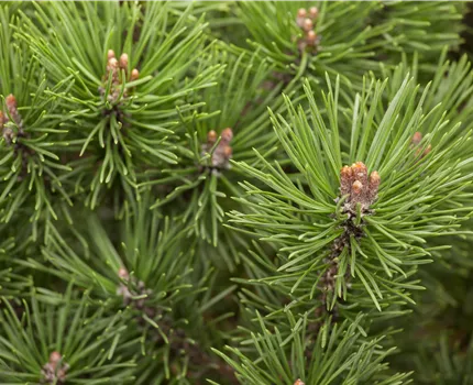 Pinus mugo 'Mops'