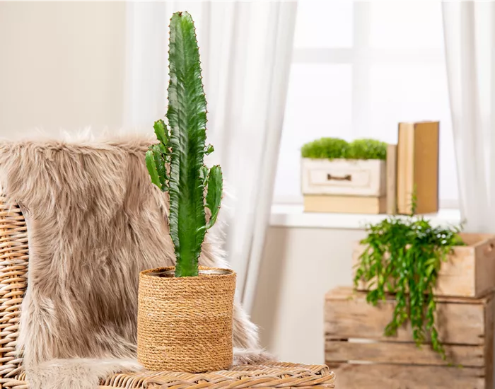 Kakteen und Sukkulenten schneiden – Ja oder nein?