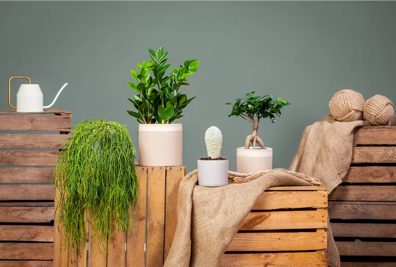 Verschiedene Zimmerpflanzen