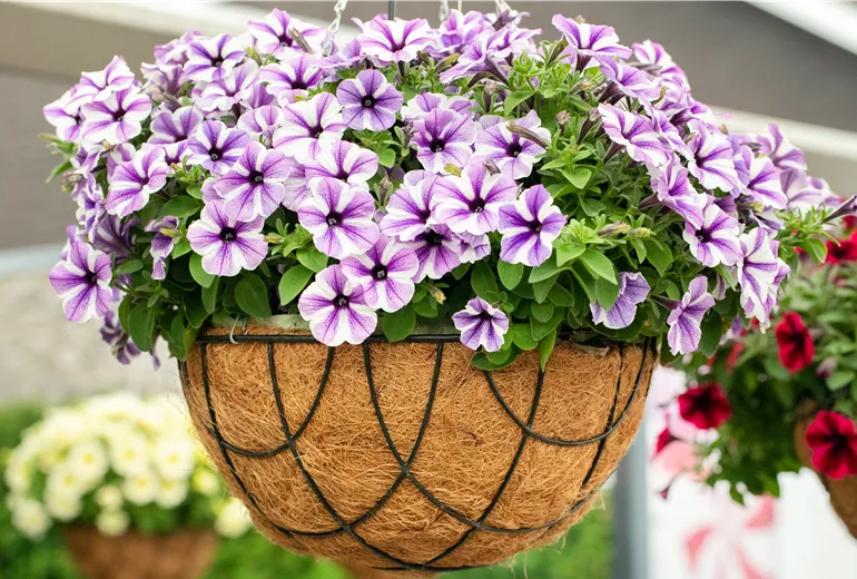 Petunia 'Sweetunia Starfish'