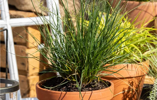 Pennisetum alopecuroides 'Little Bunny'