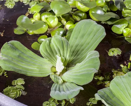 Pistia stratiotes
