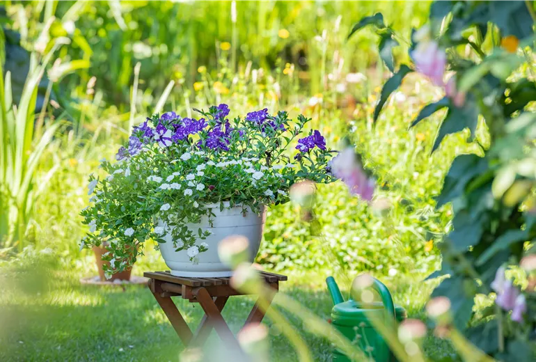 Petunien und Zauberglöckchen