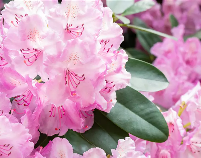 Rhododendronarten und -sorten – Die schönsten Kandidaten