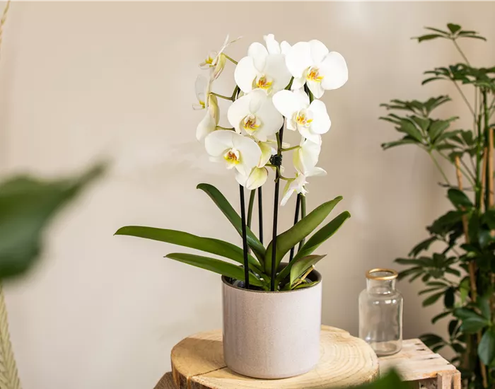 Orchideen kaufen und ihre Schönheit genießen