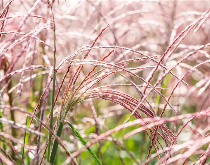 Gräser pflegen und dem Windspiel im Garten lauschen