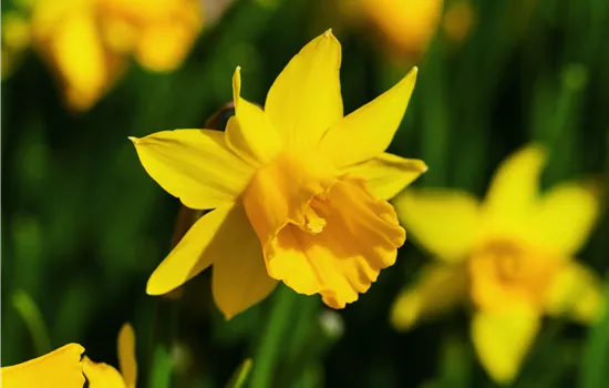 Narcissus cyclamineus 'Tête à Tête'