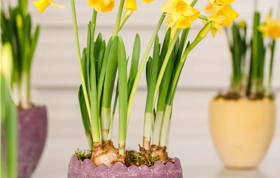 Narcissus pseudonarcissus