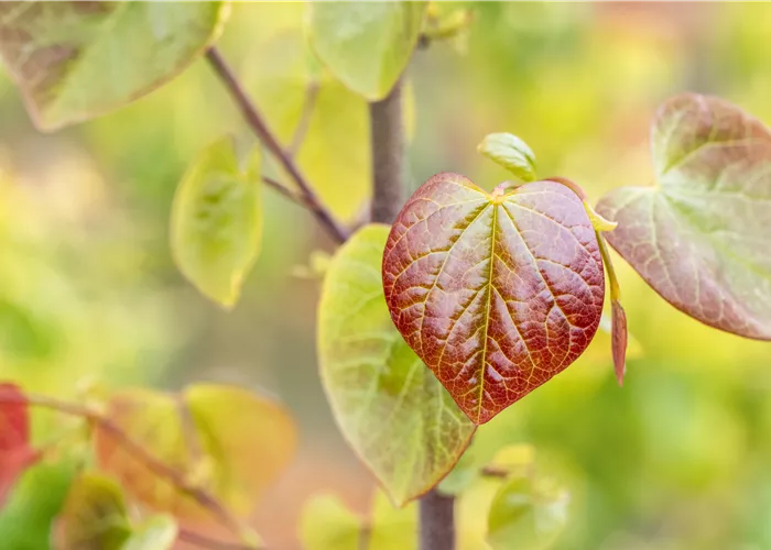 Gartengestaltung mit Laubgehölzen – So strahlt der Garten in allen Farben