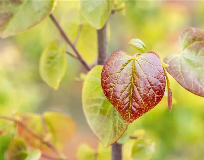 Gartengestaltung mit Laubgehölzen – So strahlt der Garten in allen Farben