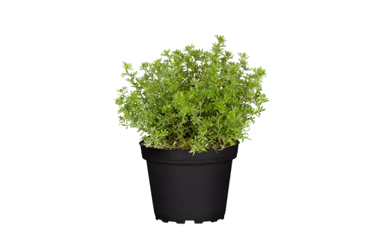 Potentilla fruticosa