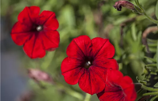 Petunia 'SURFINIA'™