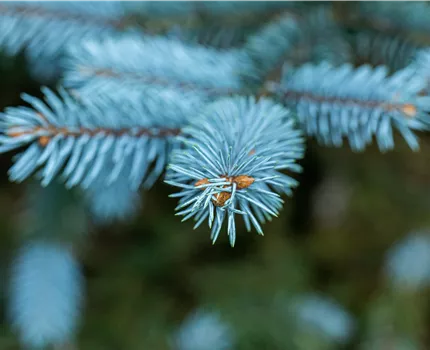 Gartengestaltung mit Nadelgehölzen – Ein immergrüner Garten