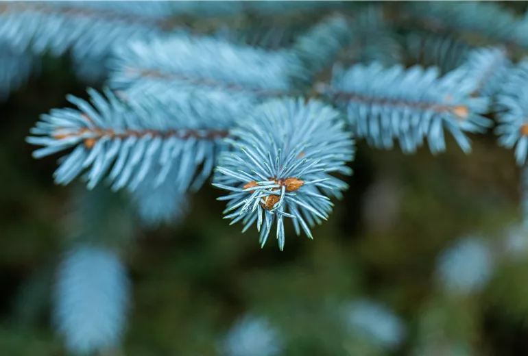 Picea pungens 'Bittersdorfer Zwerg'