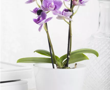 Phalaenopsis Mini