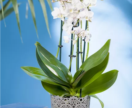 Phalaenopsis multiflora