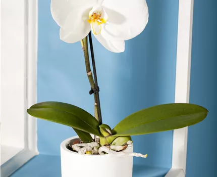 Phalaenopsis 'Singolo'®