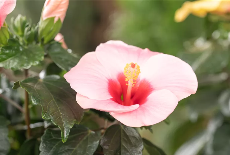 Hibiscus rosa-sinensis, rosa
