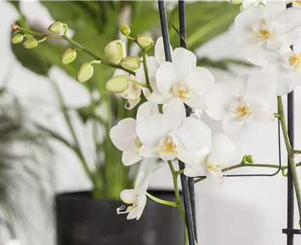Phalaenopsis 'Tropic Snowball'
