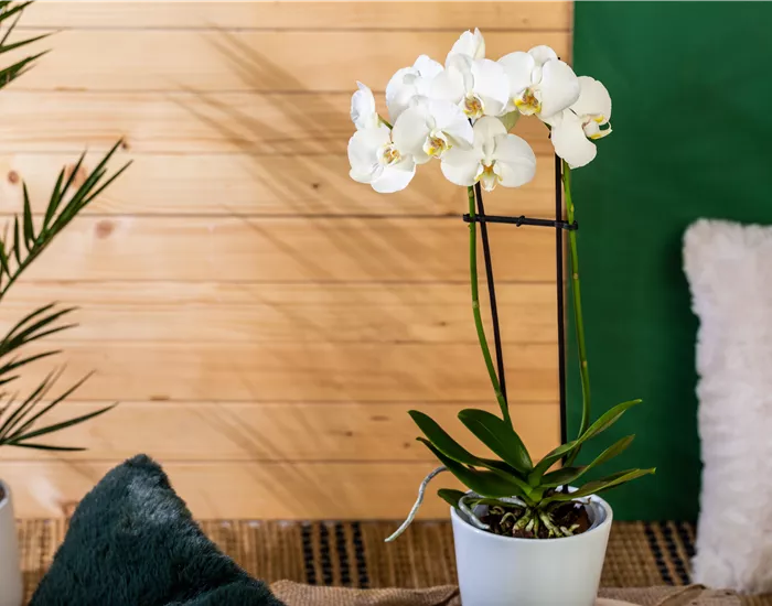Die einmaligen Besonderheiten von Orchideen