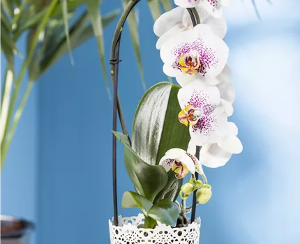 Phalaenopsis 'Waterfall'