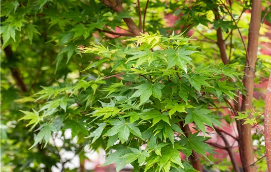 Fächerahorn als Highlight in jedem Garten