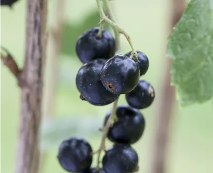 Ribes nigrum
