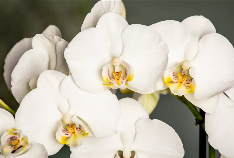 Phalaenopsis, weiß