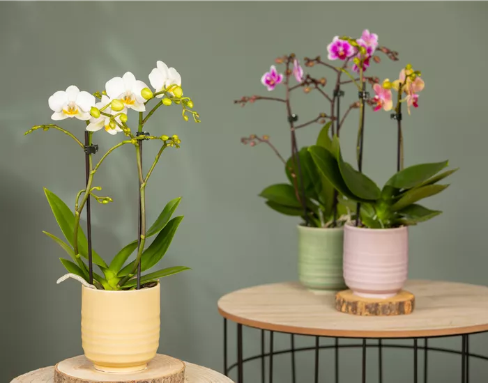 Orchideen pflanzen und Exotik genießen
