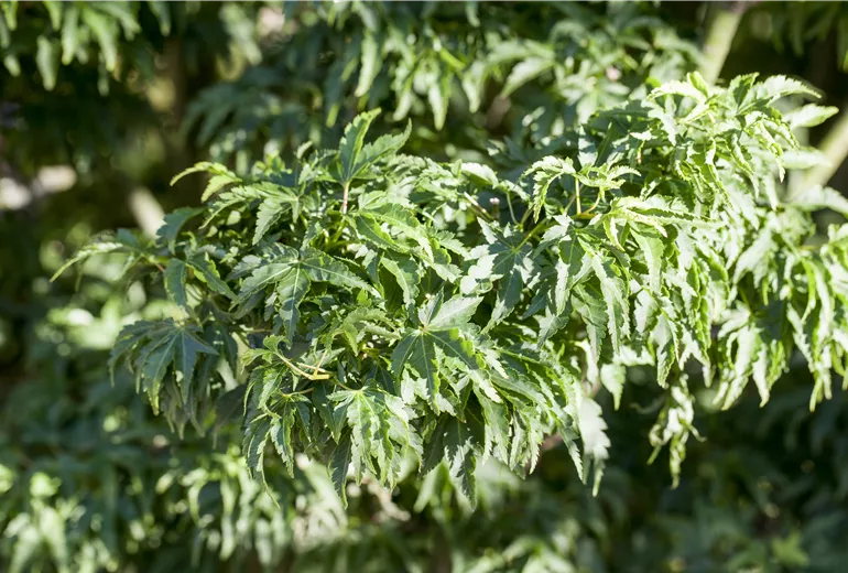 Acer palmatum 'Shishigashira'