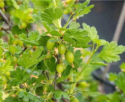 Ribes uva-crispa 'Hinnonmäki'