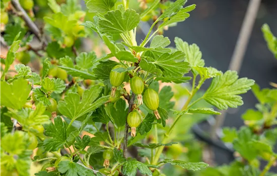 Ribes uva-crispa 'Hinnonmäki'