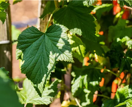 Ribes x nidigrolaria