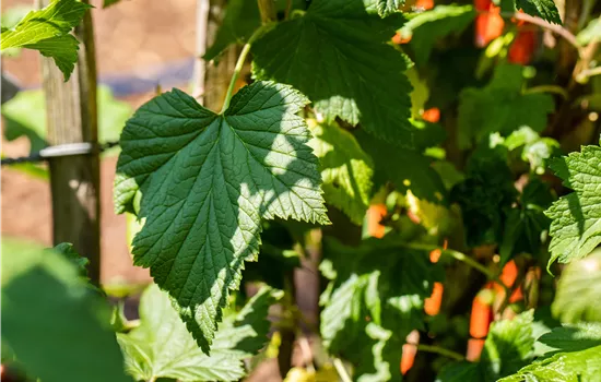 Ribes x nidigrolaria