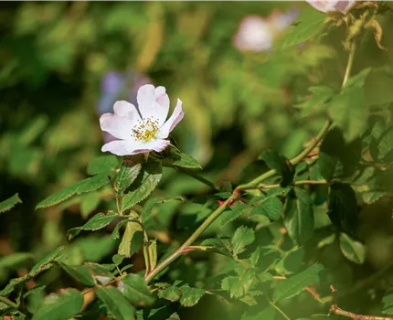 Rosa canina