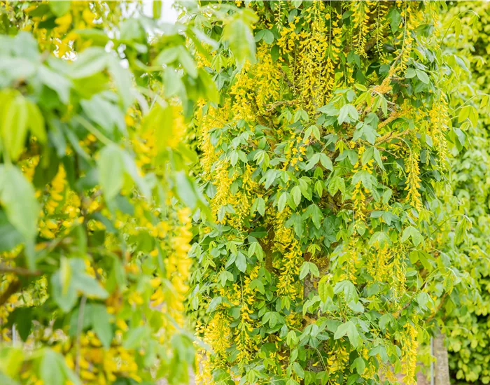 Laubgehölze einpflanzen – Gut gepflanzt ist halb gepflegt