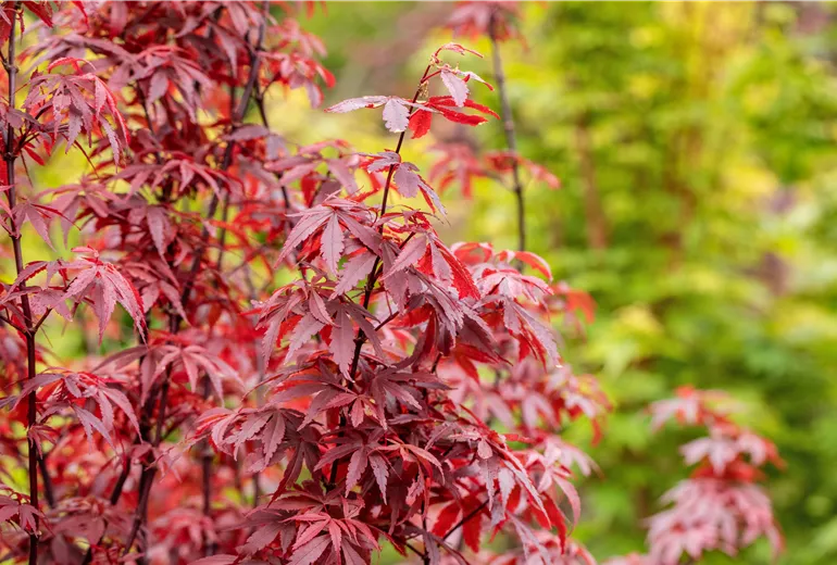 Acer palmatum 'Skeeter´s Broom'