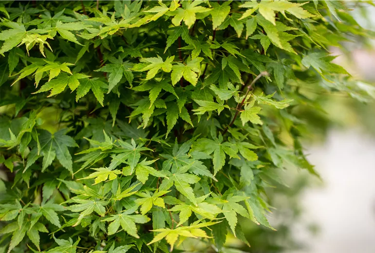 Acer palmatum 'Sangokaku'