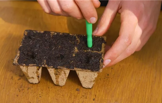 Romatomate - Aussaat