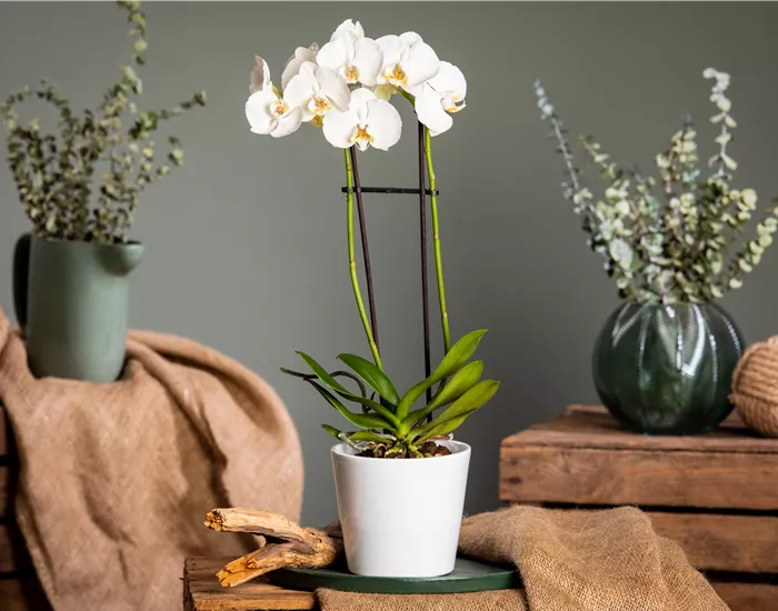 Orchideen pflegen für ein gesundes Wachstum 