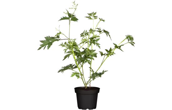 Rubus fruticosus 'Thornless Evergreen'