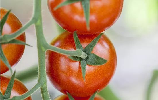 Solanum lycopersicum