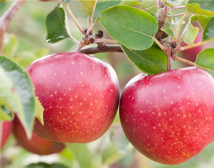 Obstgehölze vor Schädlingen schützen und die Ernte sichern
