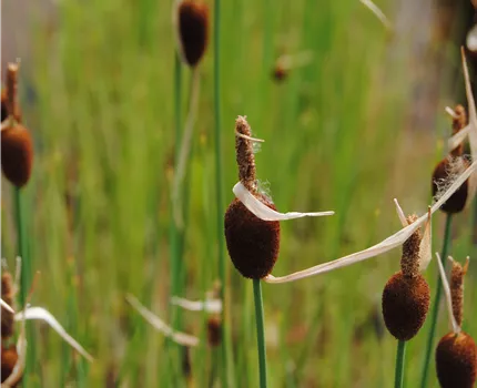 Typha minima