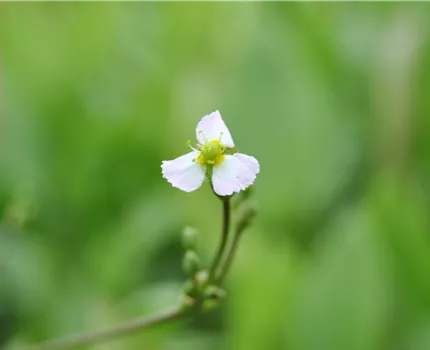 Sagittaria sagittifolia