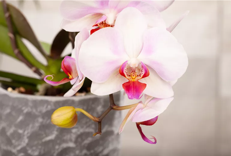 Phalaenopsis, hellrosa