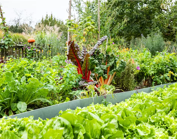 Kräuter und Gemüse für jeden Standort finden und pflanzen