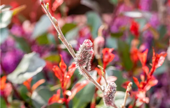 Salix 'Rotkätzchen'®